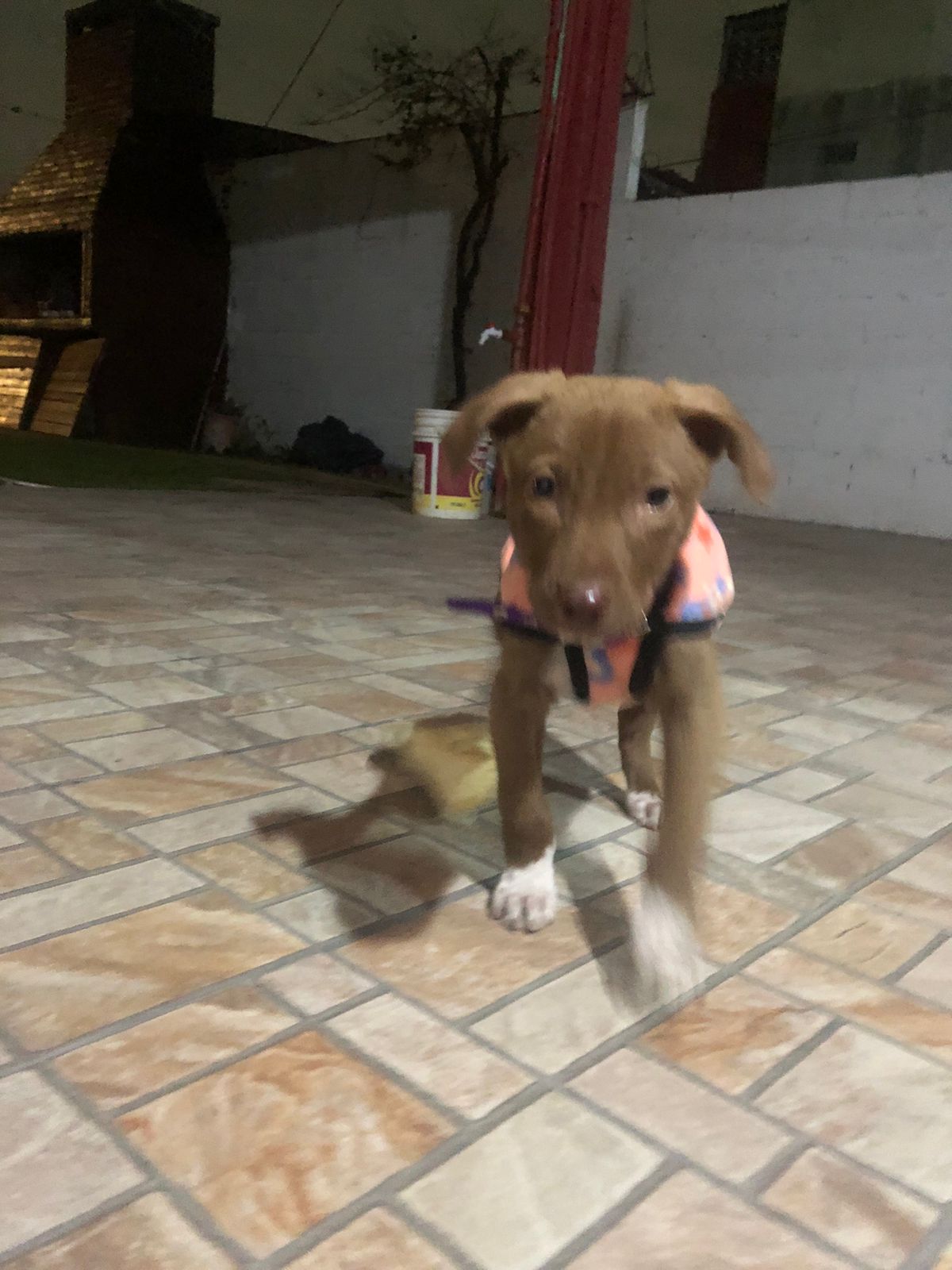 soy muy bella