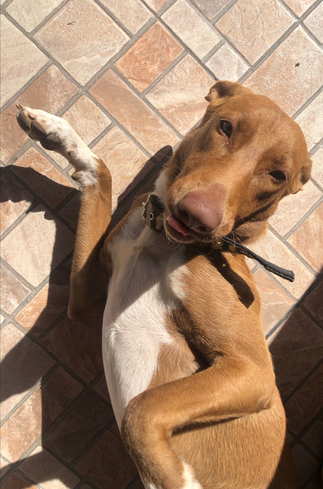soy muy bella