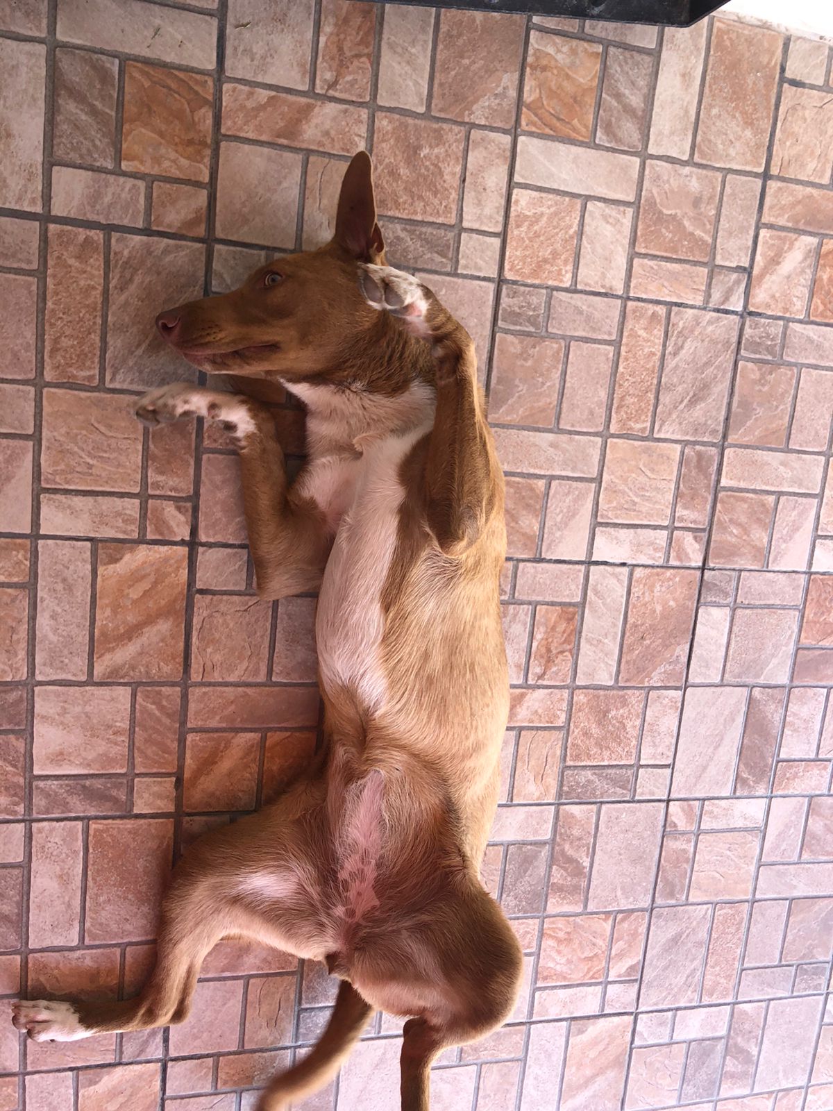 soy muy bella