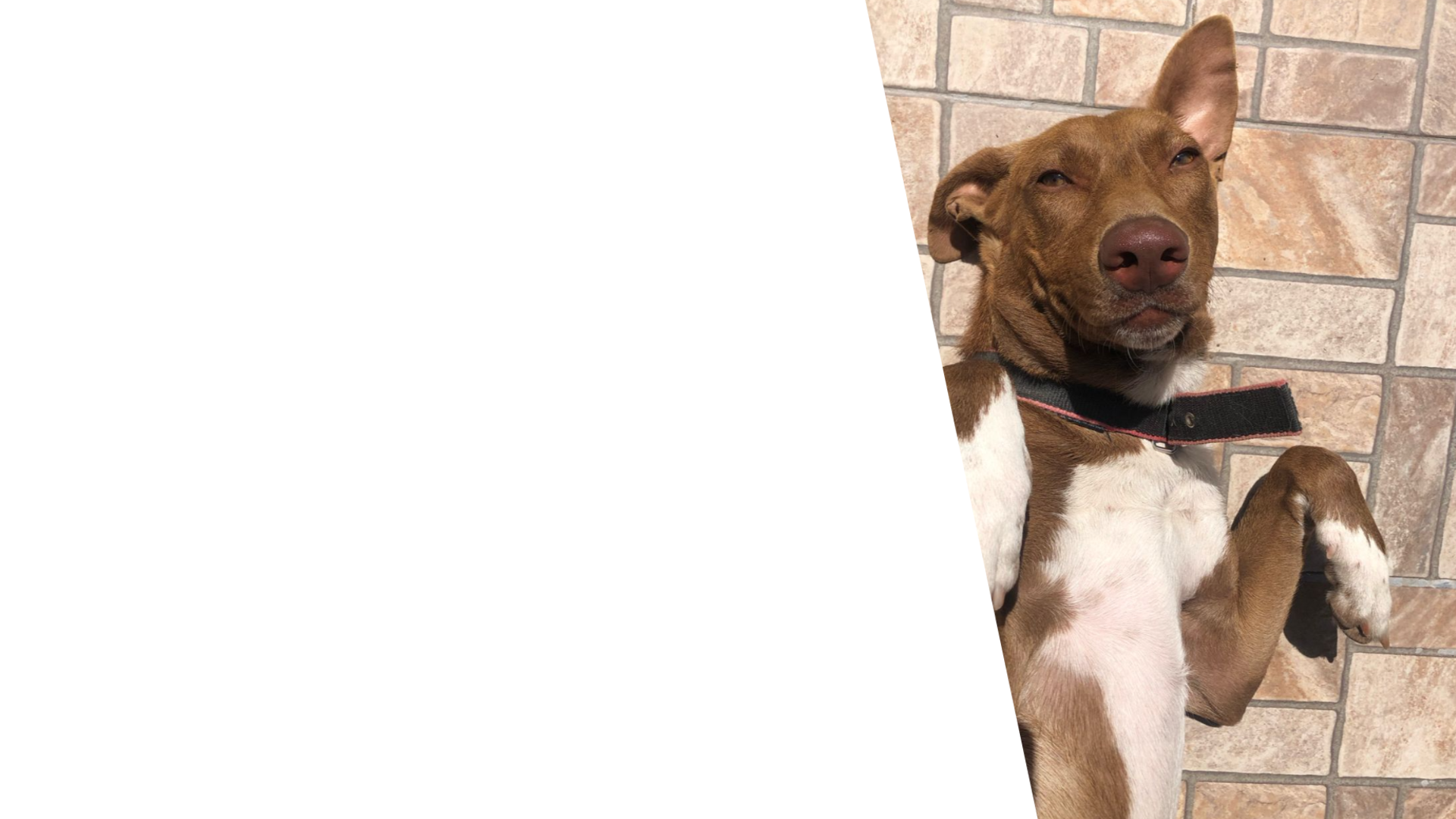 Zoe 3